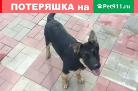 Пропала собака Джессика в Белгородской области