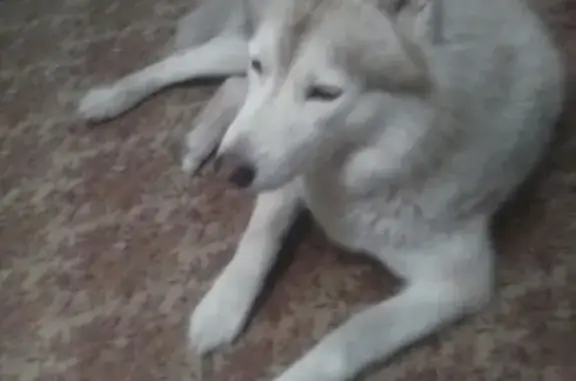 Найдена собака в пос Решетиха возле школы