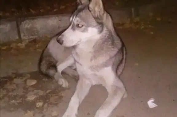 Найдена собака на ул. Островитянова, 20, 22 в Тамбове