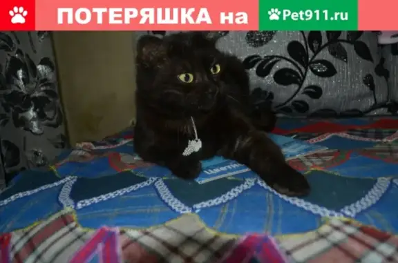 Пропала кошка Моня на улице Каширская, Киров