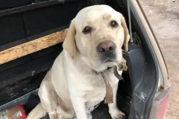 Пропала собака Арчи в Ишимбае, Республика Башкортостан