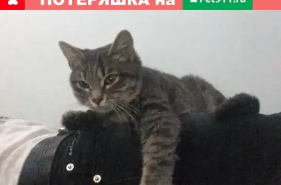 Найден котенок на Советской, Геленджик