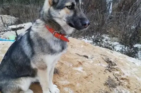 Собака найдена в деревне Романово, ищем хозяев.