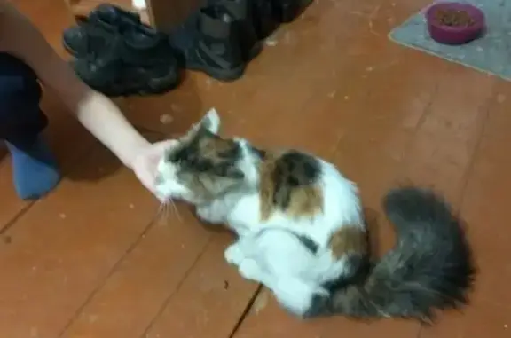 Найдена кошка на Гатаулина 10 в Перми