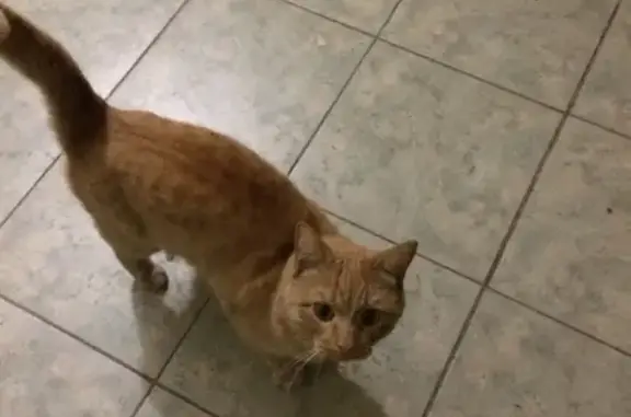 Найден рыжий кот на Фучика 99а в Казани