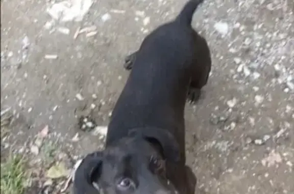 Пропала собака с ошейником в Южно-Сахалинске