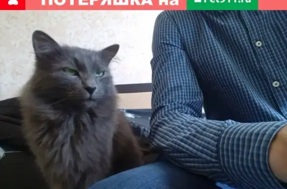 Объявления о пропавших и найденных животных, Парфино, фото: Пропал серый пушистый кот в Парфинском районе, вознаграждение 30 000 руб.