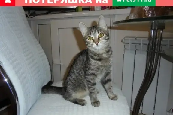 Пропала кошка Василиса, адрес - Глинки 11