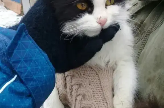 Найдена кошка в Волгодонском садоводстве