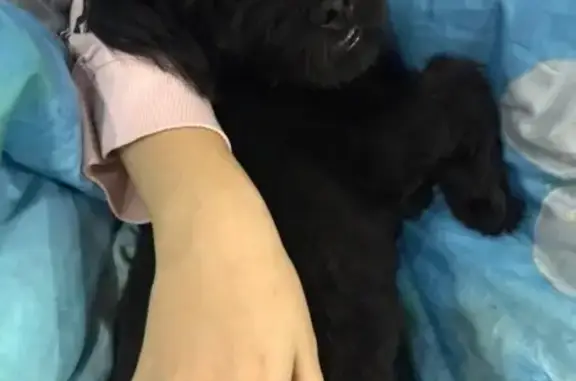 Найдена черная собака на ул. Кузьминская