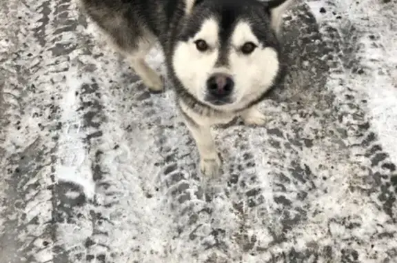 Найден пёс Хаски на Северном Шоссе, Красноярск