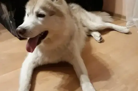 Собака найдена в Дубне без ошейника