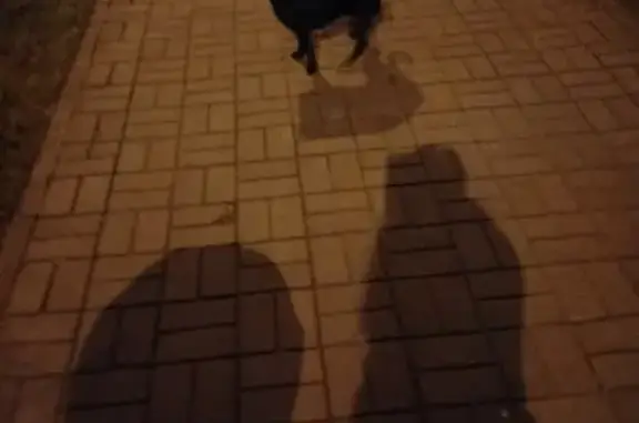 Найдена собака на Артиллерийской в Калининграде