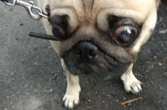 Пропала собака в Боровичах на Физкультурной улице