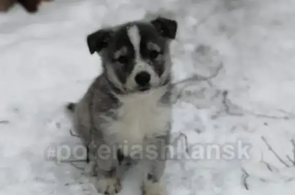 Пропал щенок в Ленинском районе Новосибирска