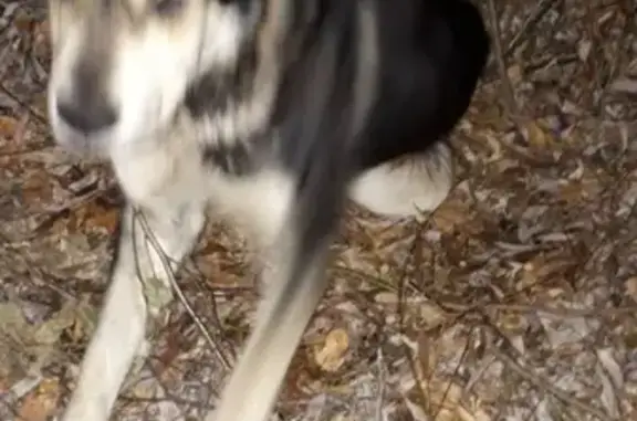 Найдена собака в районе Старта