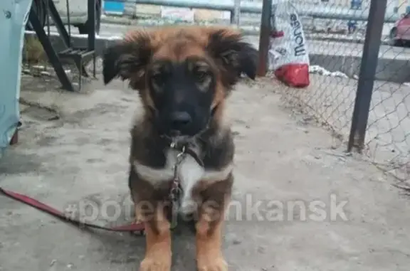 Пропала собака на улице Виктора Уса, Кировский р-он, Новосибирск