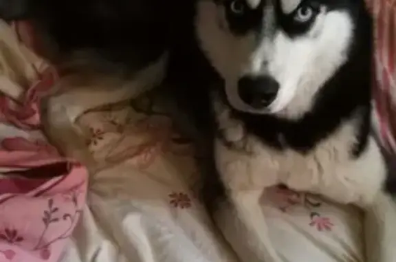 Пропала собака породы сибирский хаски в Кратово, Московская область