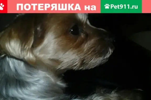 Пропала золотисто-серебристая собака на Девической улице