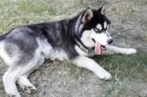 Пропала собака Хан в районе церкви в Донецке