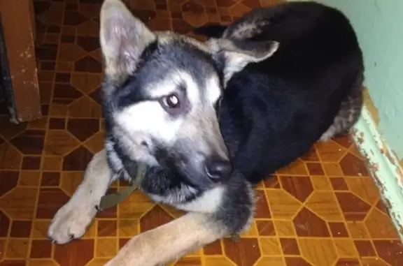 Собака найдена на ул. Уктусская, р-н Южного автовокзала, ищу хозяина!