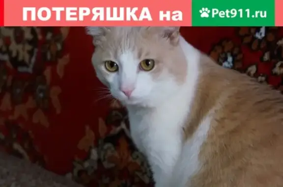 Пропала кошка в Торжоке, на ул. Конной