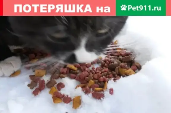 Потерянный кот на Карбышева в Казани