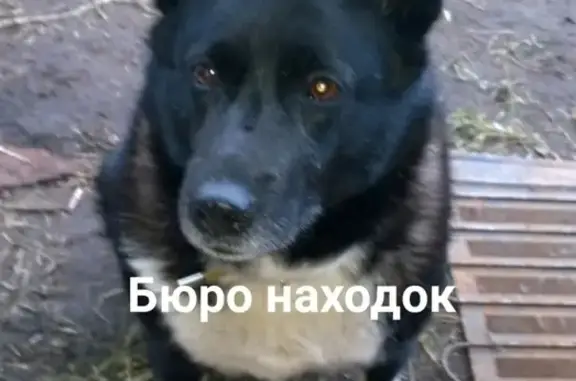 Пропала собака Альма в Архангельске