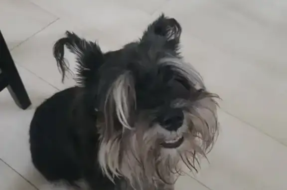Пропала собака Бетти в Динской, Краснодарский край