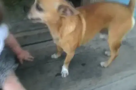 Пропала собака Кличка чарлик в Бессоновке, Пензенская область