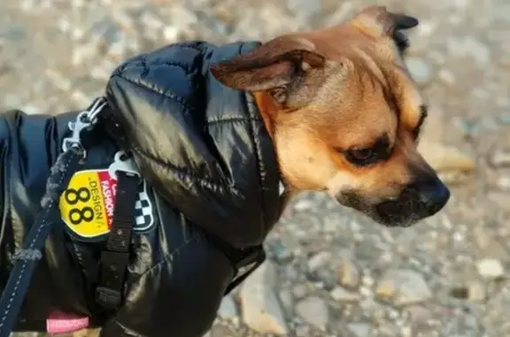 Пропала собака в ЗАО Москвы: Дворняжка с чертами Стаффа и Цвейг-Пинчера.