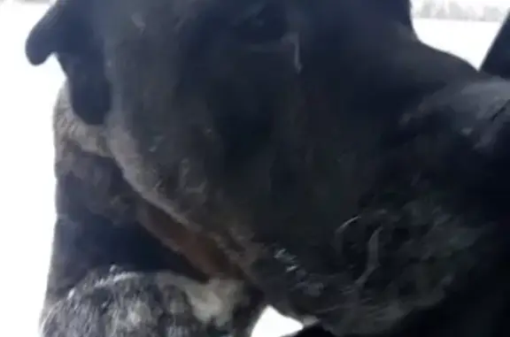 Пропала собака породы Кане Корсо в Ачинске, ищем помощь