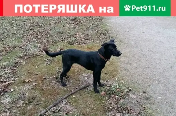 Найдена собака на Авиационной улице в СПб