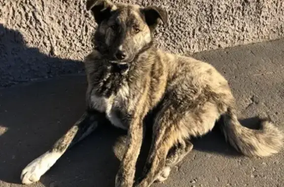 Найден потерявшийся пёс в центре города, нужен репост