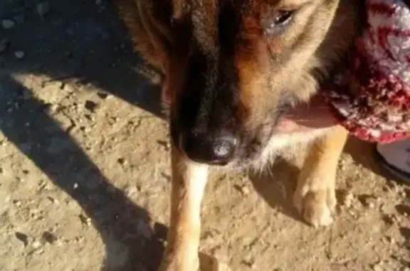 Найдена собака в Ефремове, возможно потеряшка или отказник