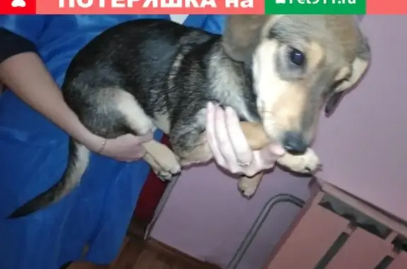 Найдена собака в Кирове, р-н 61 шк.