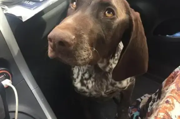 Найдена собака в районе Транспортной, Сочи
