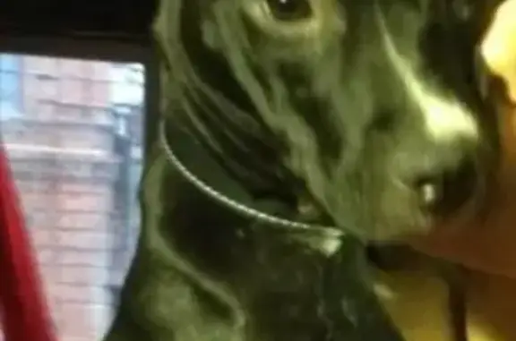 Пропала собака в Екатеринбурге: черный стаффорд в районе Сортировки