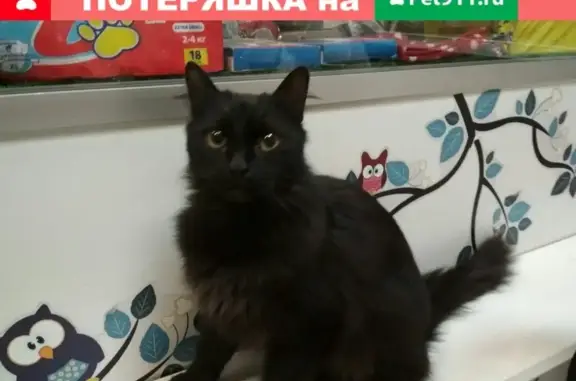 Найден кот на ул. Седова, СПб
