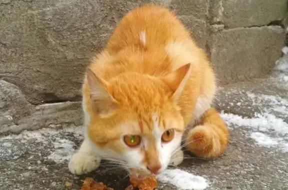 Найдена потерявшаяся кошка в Нижнем Новгороде