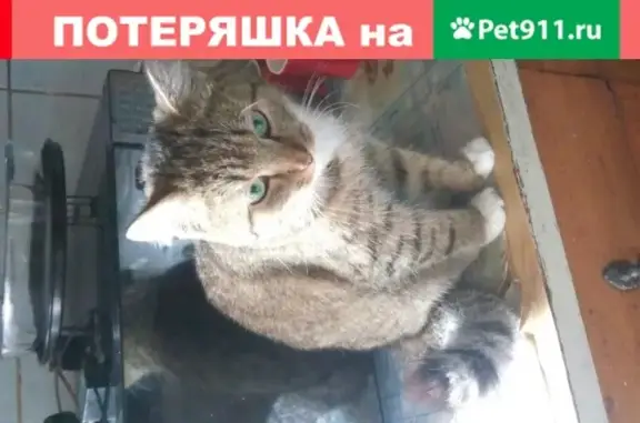 Пропала кошка на улице Тухачевского