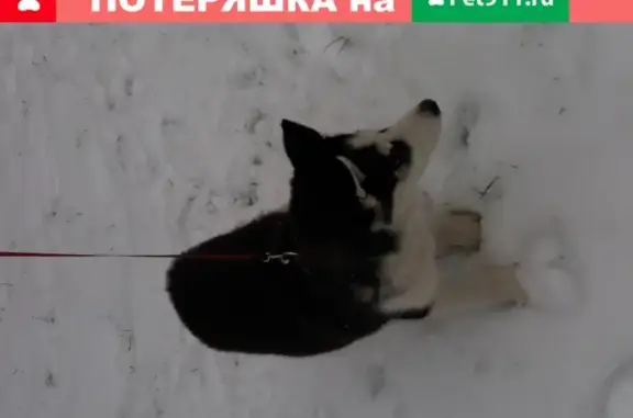 Пропала собака в Вологде, последний раз видели на Кремлёвской площади