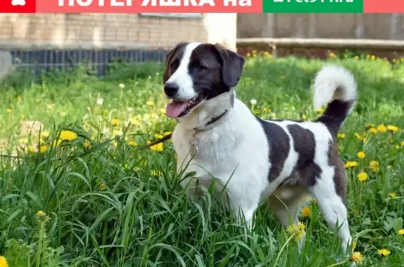 Пропала собака на ул. Новое Плато 19 в Мурманске