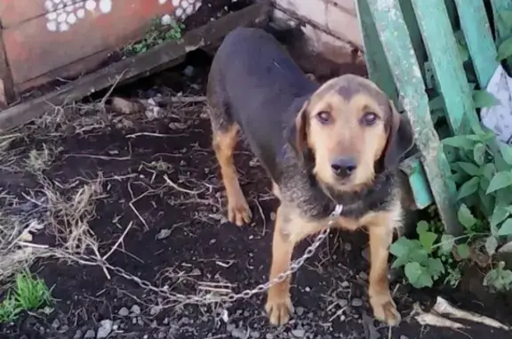 Пропала собака в Великом Новгороде