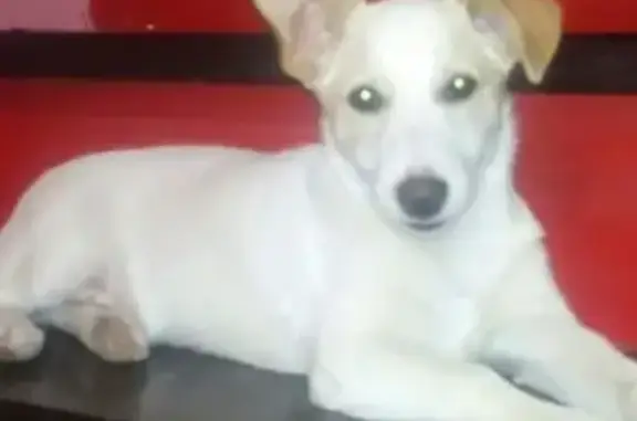 Пропала собака на Мариупольском шоссе, вознаграждение.