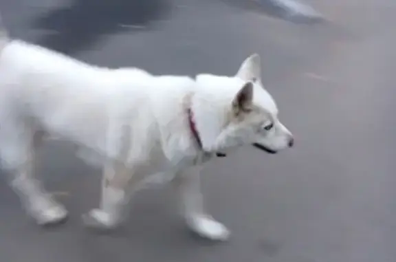 Найдена белая собака в Щёлковском районе