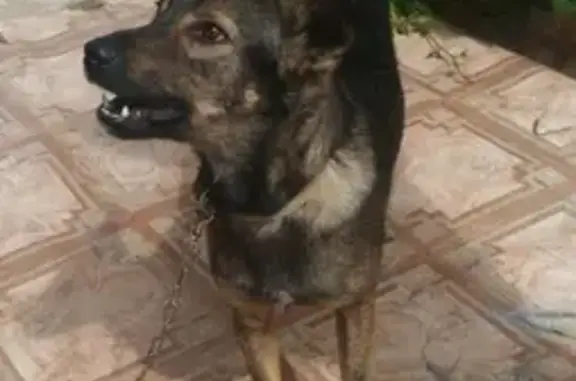 Пропала собака Кузя в микрорайоне Ясный