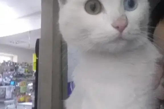 Найден белый котик с разными глазами в Кургане