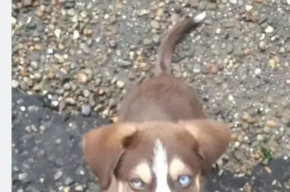 Пропала собака на ул. Пионерская (Щенок хаски, игривый, глазки голубой и карий)