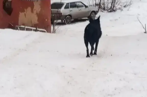 Собака в ошейнике найдена в Кирове